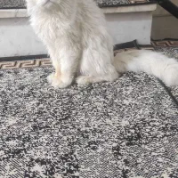 گربه پرشین چشم ابی