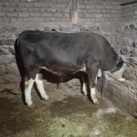 فروش،گاو نر سیمنتال