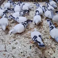 کبوتر کبود شامی بسیار زیبا