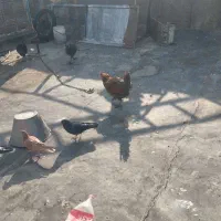 مرغ خروس محلی|حیوانات مزرعه|چهاردانگه (تهران), |دیوار