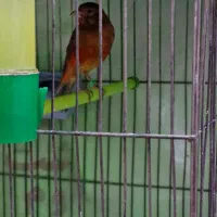 قناری سرخ نر مست|پرنده|کرمان, |دیوار