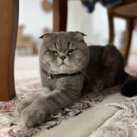گربه اسکاتیش فولد  رنگ خاص|گربه|رفسنجان, |دیوار