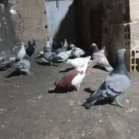 کفتر آلمانی بوم|پرنده|جلگه رخ, |دیوار