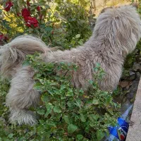 سگ‌ پاکوتاه|سگ|مشهد, سرافرازان|دیوار