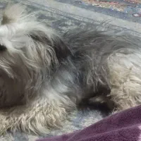 سگ نژاد شیتزو|سگ|سیرجان, |دیوار