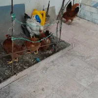 خروس ومرغ محلی|حیوانات مزرعه|رشت, جهاد|دیوار