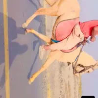 نریون|اسب و تجهیزات اسبسواری|نیشابور, شهرکهنه|دیوار