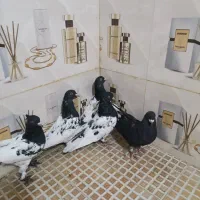کفتر بهبهونی به شرط|پرنده|شیراز, منطقه هوایی شهید دوران|دیوار