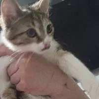 واگذاری رایگان گربه