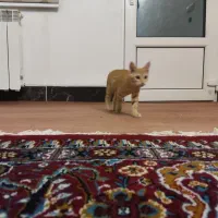 واگذاری دو بچه گربه نارنجی چهار ماهه نر و ماده|گربه|تهران, بلوار کشاورز|دیوار