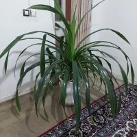 گل طبیعی پاندانوس تیغ دار