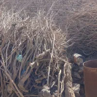 فروش هیزم خشک و تنه درخت