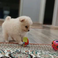 سگ پامرانین نر عروسکی