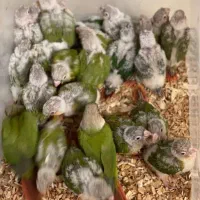 دنیای گیرینچیک.عروسهلندی.شاه طوطی|پرنده|اندیشه, شهرک مریم|دیوار