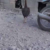 مرغ لاری اصل