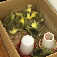 جوجه غاز محلی سرحال