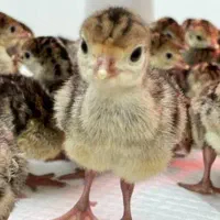 مرغ لاری - جوجه بلدرچین کوهی - جوجه بوقلمون|حیوانات مزرعه|اصفهان, ستار|دیوار