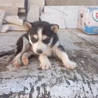 هاسکی مالاموت