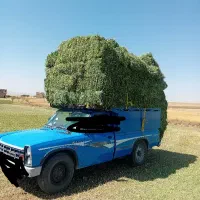 خالص یونجه