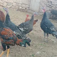 برهما بوقلمون