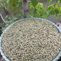 عدس ارگانیک زنجان|خوردنی و آشامیدنی|رشت, بلوار گیلان|دیوار