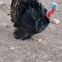 فروش بوقلمون نر یک ساله