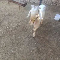 پازن سانن|حیوانات مزرعه|مرودشت, محمد آباد|دیوار