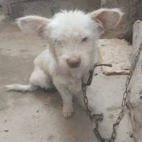 واگذاری سگ پاکوتاه