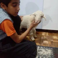 میش گزلی فروشی وبز|حیوانات مزرعه|تربت جام, جامرود|دیوار