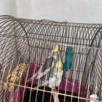 ابلق لوتینو مولد جوان جوان با تخم