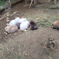 خرگوش لوپ|موش و خرگوش|فومن, |دیوار