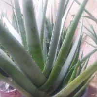 فروش ویژه گلدان های طبیعی آلوئه ورا|گل و گیاه طبیعی|لاهیجان, گلستان|دیوار