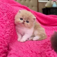 شهر گربه ی اشرافی شیراز|گربه|شیراز, ابیوردی|دیوار