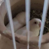 کوتوله چشم قرمز|پرنده|بختگان, |دیوار