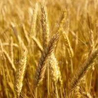 گندم شبرنگ فروش