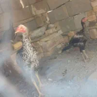 مرغ خروس  کفتر|پرنده|سراوان, |دیوار