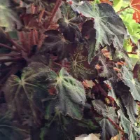 انواع بنسای یوکا و ...|گل و گیاه طبیعی|کرج, بنیاد|دیوار