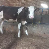 دوتا تلیسه پای کل مونت بیلیارد
