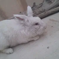 خرگوش سفید|موش و خرگوش|پیشوا, |دیوار