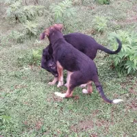 سگ مادر ژرمن و پدر محلی