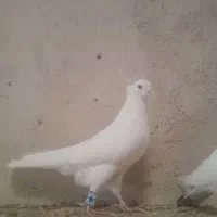 سفید نر کاکلی نقش