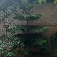 درخت مطبق ۲متری