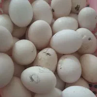 فروش تخم مرغ محلی تازه