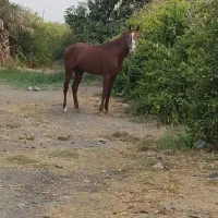 اسب عرب یک سر|اسب و تجهیزات اسبسواری|بندرعباس, |دیوار