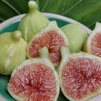 نهال های انجیر سیاه زرد سفید همه رقم ارسال رایگان|خدمات باغبانی و درختکاری|کرمانشاه, |دیوار