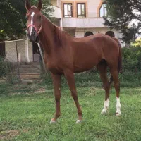 مادیان و کره