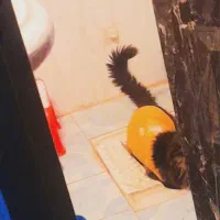 واگزاری گربه نر سیبرین باهوش|گربه|بیرجند, |دیوار