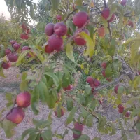 باغ آجیلی کانکس دار|فروش خانه و ویلا|اصفهان, نصرآباد|دیوار