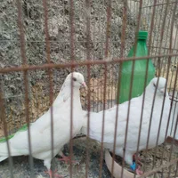 کبوتر پرشی|پرنده|اصفهان, سلطان‌آباد|دیوار