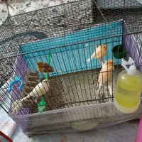 قناری نر و ماده مست درجه یک خانگی|پرنده|شیراز, رکن‌آباد|دیوار